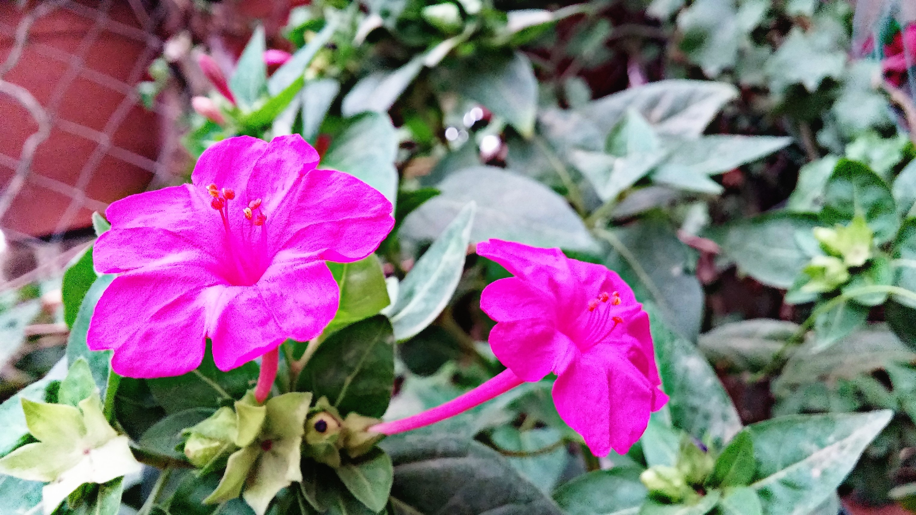   bntpal_1449818250_52