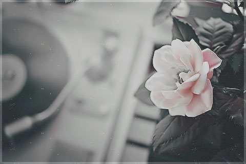 2015 2015 bntpal_1450029967_42