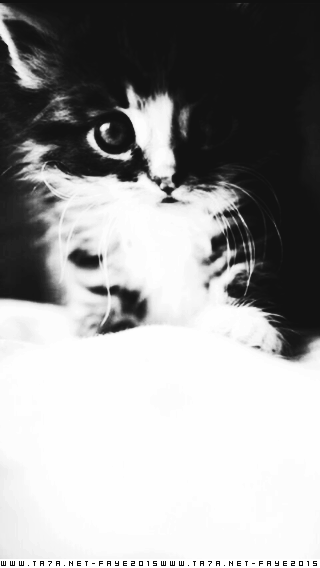2015 iPhone Wallpapers 2015 bntpal_1450246135_76