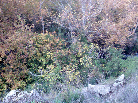  bntpal_1450431244_70