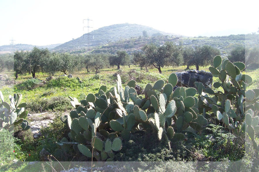 bntpal_1450546835_51