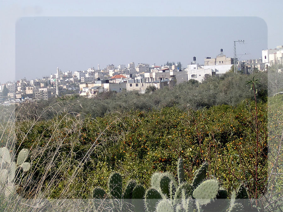 bntpal_1450546840_16