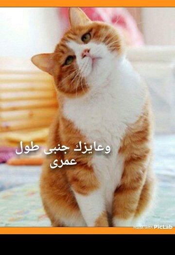 bntpal_1451050132_88