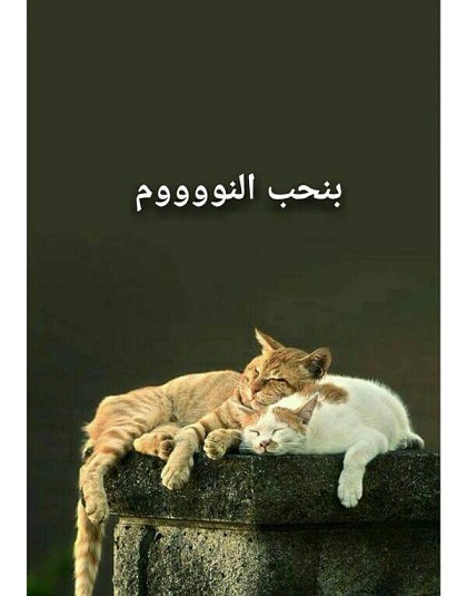 bntpal_1451050135_49