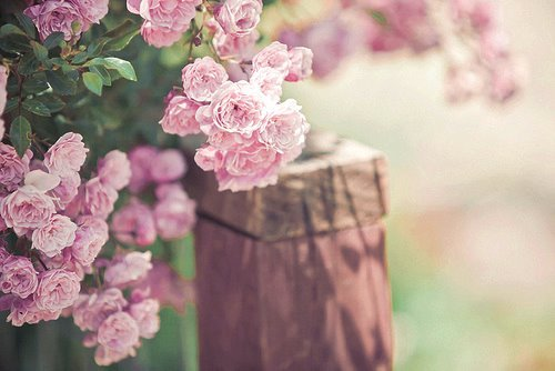 bntpal_1451157850_98