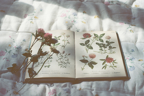 bntpal_1451157872_81