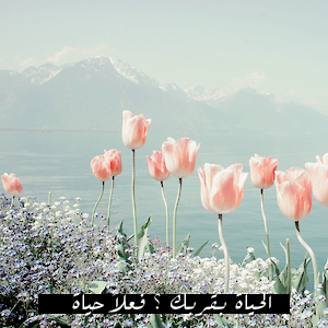 bntpal_1451397626_94