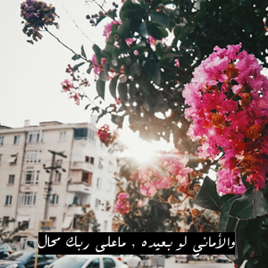 bntpal_1451397627_64