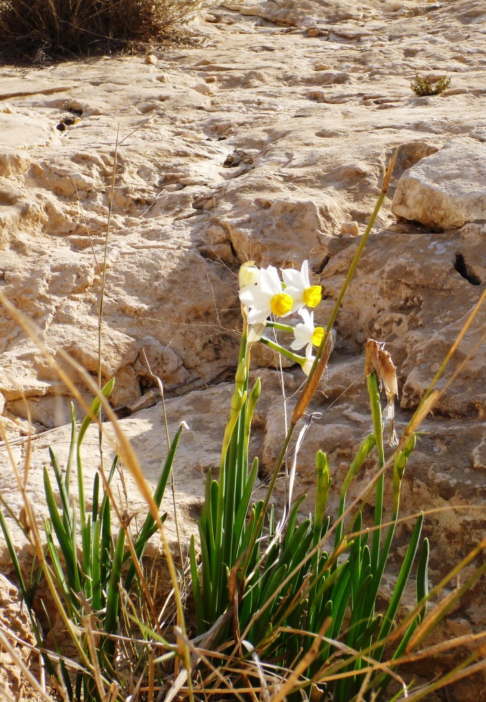 bntpal_1452260911_47