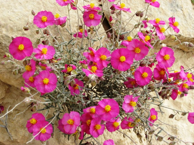 bntpal_1452260915_31