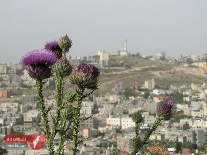 bntpal_1452324936_29