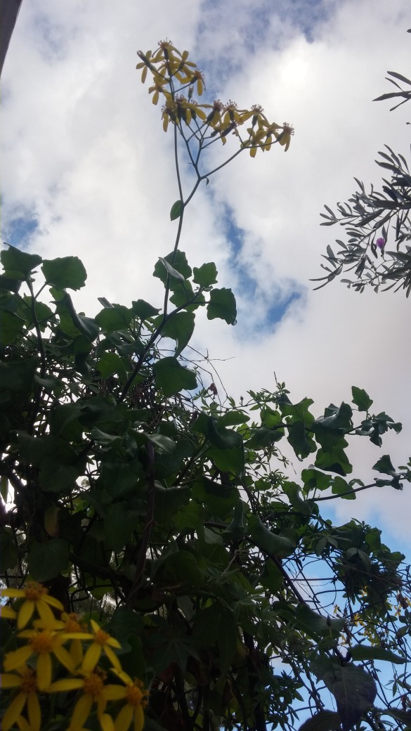 bntpal_1452347940_70