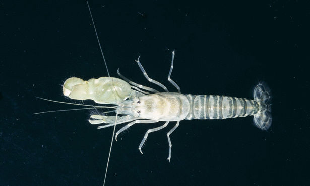  bntpal_1453711686_44