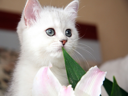 bntpal_1454147762_86