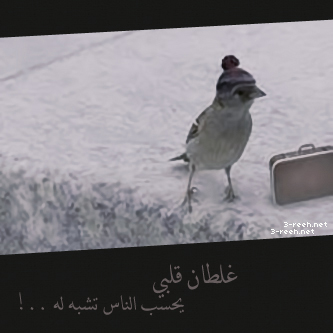 bntpal_1455437330_48