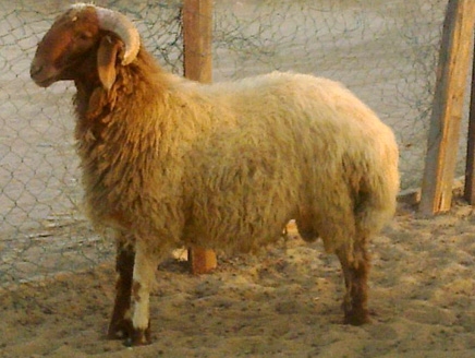 bntpal_1456235334_28
