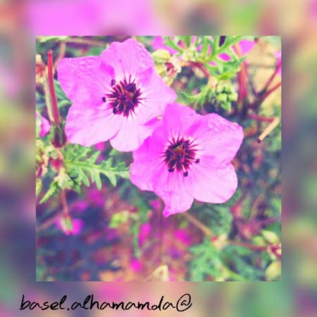 ٓٗ ٗ   bntpal_1456813874_74