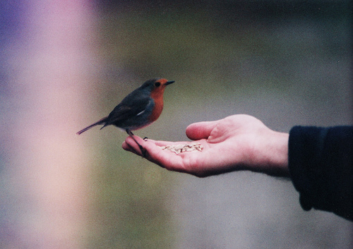  bntpal_1457727967_53