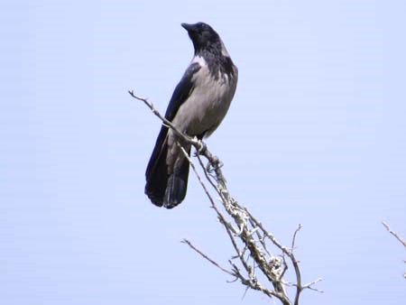 ٓٓ bntpal_1457864926_72