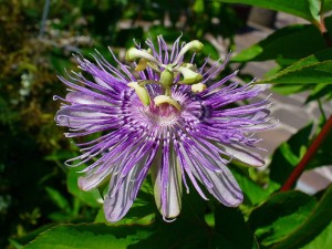 bntpal_1458324650_19
