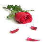 ... bntpal_1459096544_51
