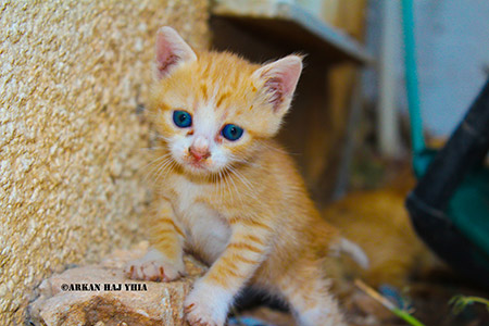  bntpal_1460130888_44