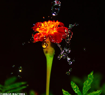  bntpal_1460130889_32