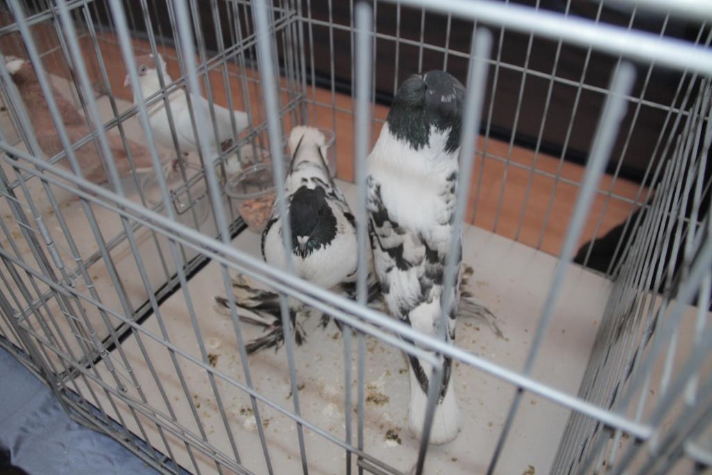 bntpal_1460284576_74
