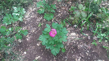 bntpal_1460526019_68