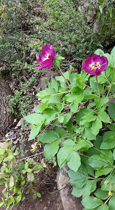 bntpal_1460526021_24