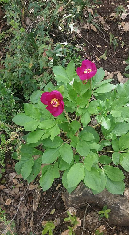 bntpal_1460526021_54