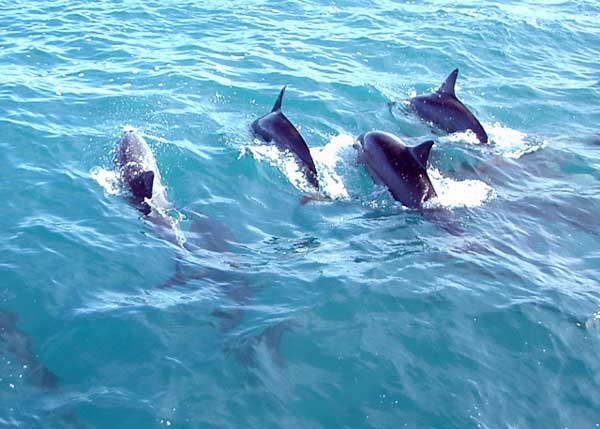    bntpal_1460639835_10