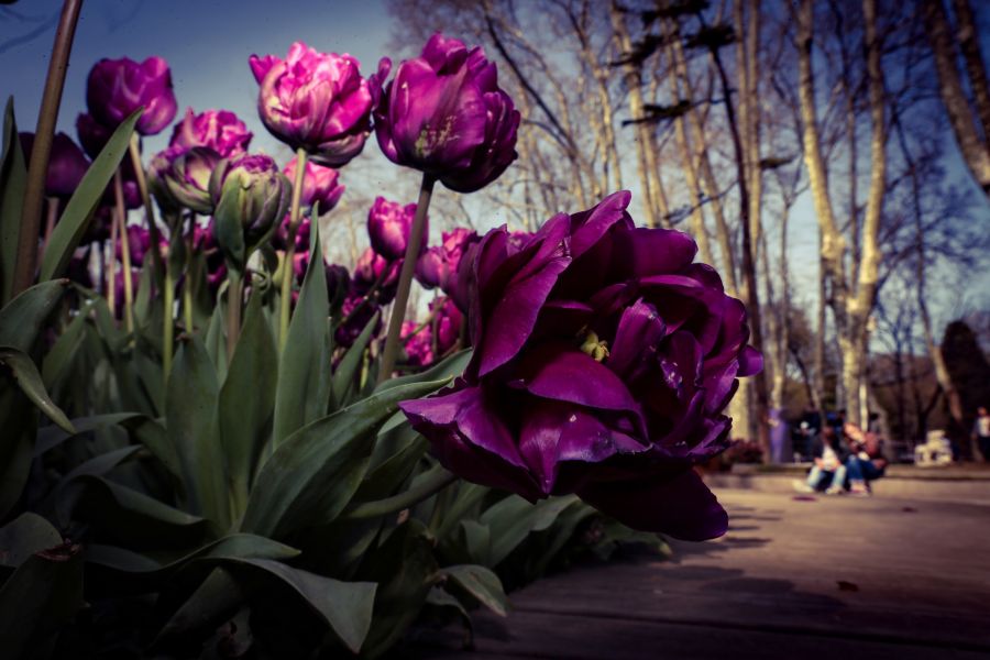 ""  bntpal_1460753889_37
