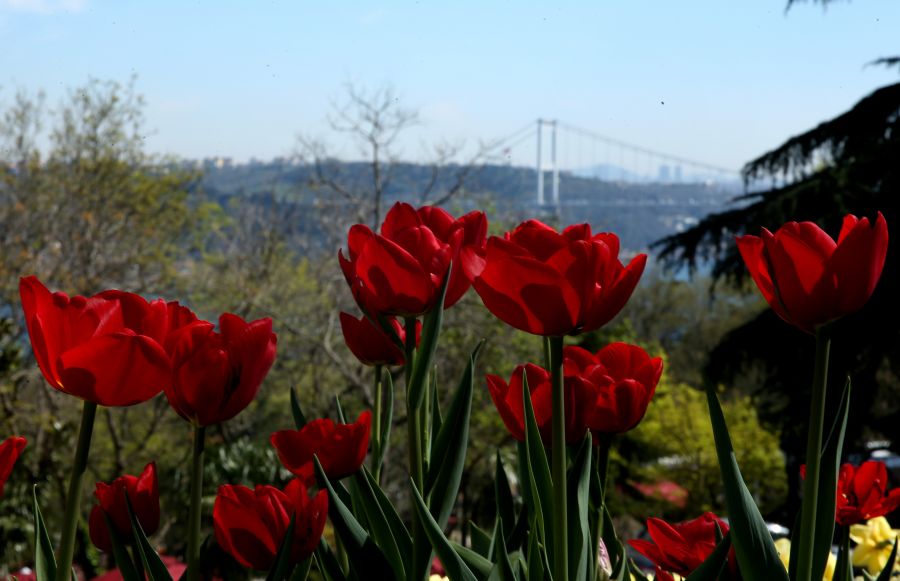 ""  bntpal_1460753895_53