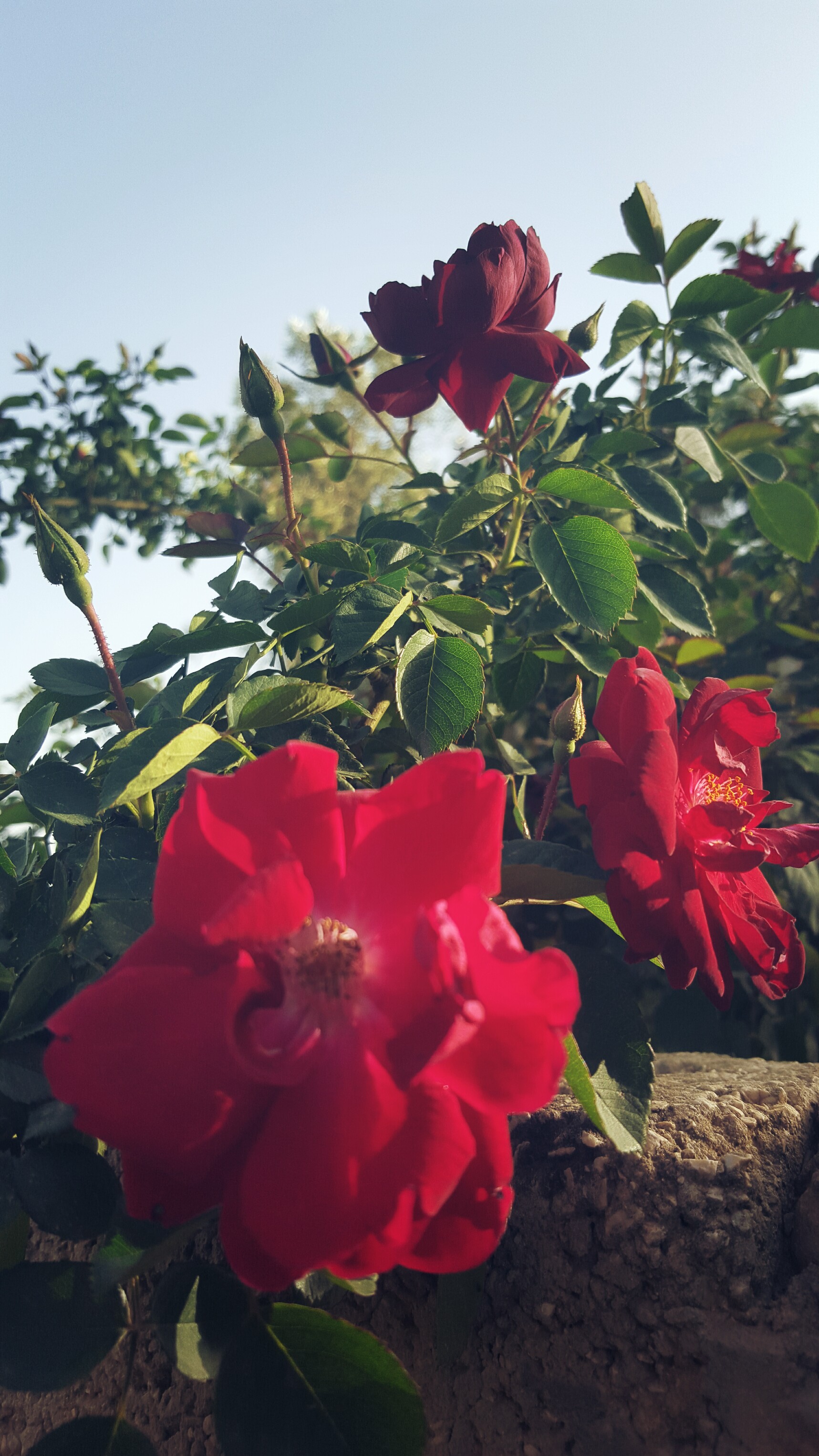 ٓٓ ٓ  bntpal_1461225581_35