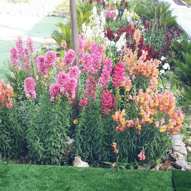 ٓٓ ٓ  bntpal_1461225585_80