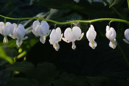 bntpal_1461311769_98