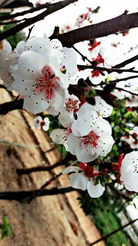 bntpal_1461511377_17
