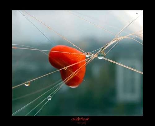 ... bntpal_1462019683_82
