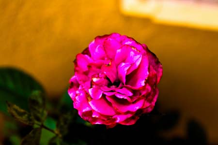   bntpal_1462339783_56