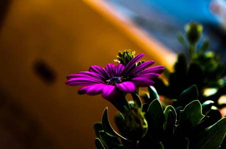   bntpal_1462339785_79