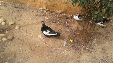  bntpal_1462452665_11