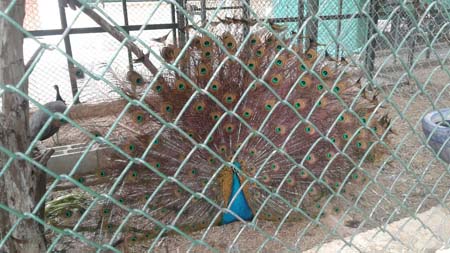 bntpal_1462452665_13