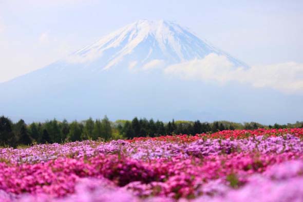 Takinocho Shibazakura bntpal_1462614031_24