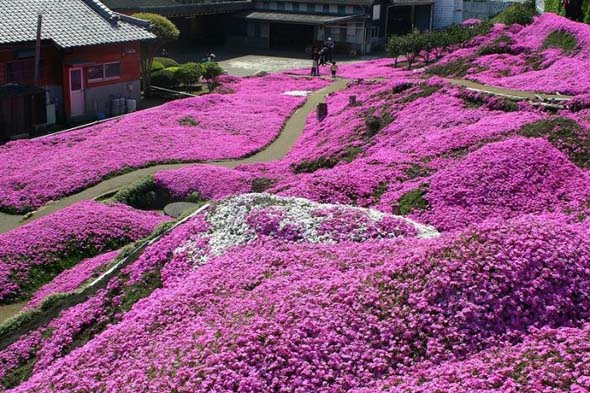 Takinocho Shibazakura bntpal_1462614031_78