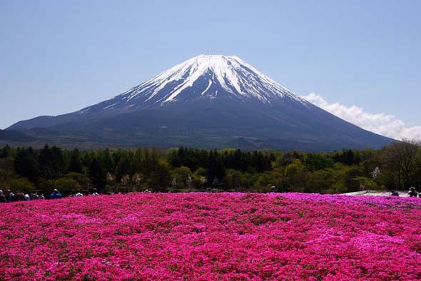 Takinocho Shibazakura bntpal_1462614033_43
