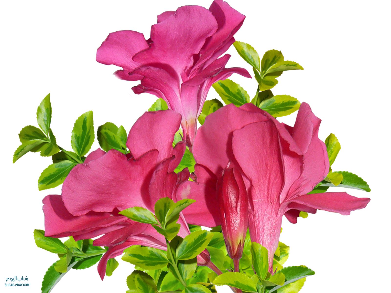 bntpal_1473503757_52