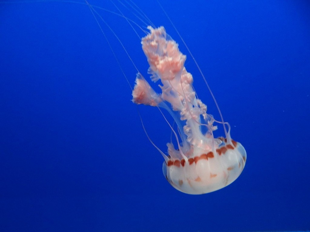 bntpal_1475584421_41