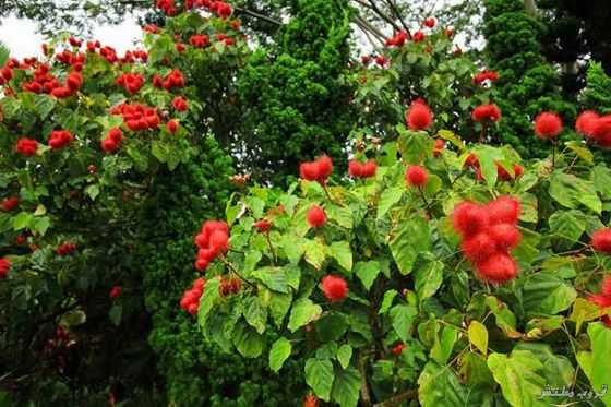 bntpal_1476022895_68