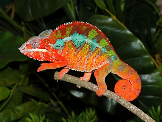 bntpal_1477295516_85